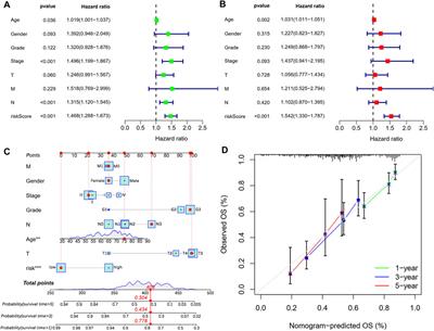 Identification and validation of a novel cellular senescence-related lncRNA prognostic signature for predicting immunotherapy response in stomach adenocarcinoma